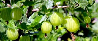 Photo of gooseberry