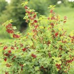 Photo of currant bush