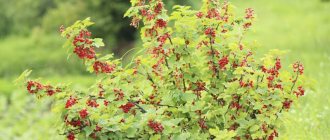 Photo of currant bush