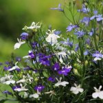 Photo of lobelia