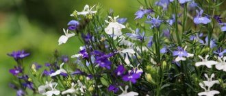 Photo of lobelia