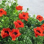 photo of oriental poppy