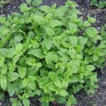 Photo of lemon balm