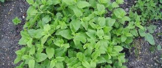 Photo of lemon balm