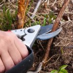 Photo of raspberry pruning