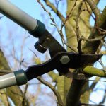 Photos of fruit tree pruning