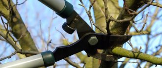 Photos of fruit tree pruning