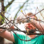 Photo of grape pruning