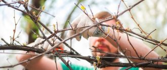 Photo of grape pruning