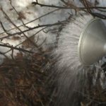 Photo of watering currants with boiling water