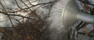 Photo of watering currants with boiling water