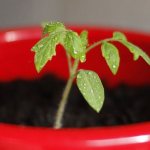 Photo of tomato seedling