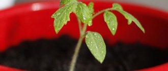 Photo of tomato seedling