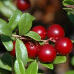 Photo: Lingonberry berries