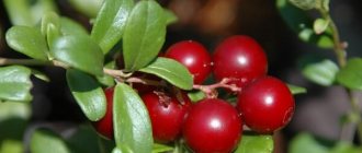 Photo: Lingonberry berries