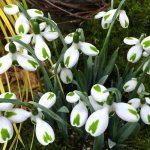 Galanthus – photo