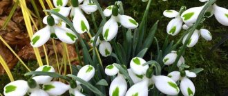 Galanthus – photo