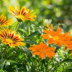 Gazania