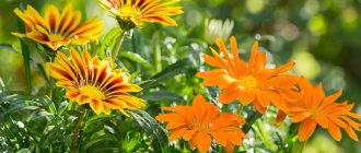 Gazania