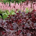 Heuchera