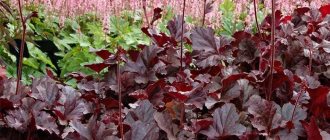 Heuchera