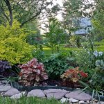 Heuchera in a flowerbed