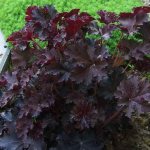 Heuchera micrantha Palace Purple planting and care photo