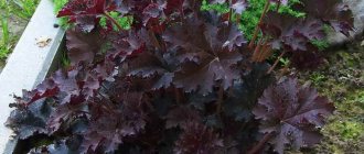 Heuchera micrantha Palace Purple planting and care photo