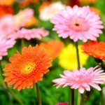 Gerbera garden