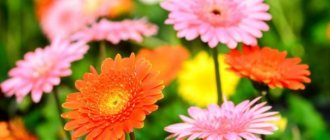 Gerbera garden