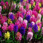 Hyacinth - care after flowering in the open ground in the garden