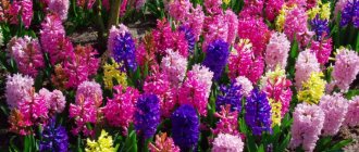 Hyacinth - care after flowering in the open ground in the garden