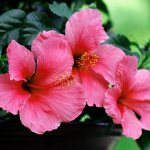 Hibiscus