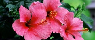 Hibiscus