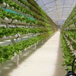 Hydroponics