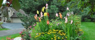 gladioli photo ideas