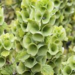 Гладкая молюцелла (moluccella laevis)