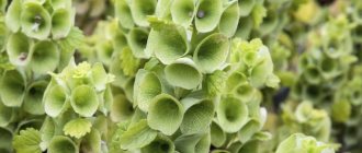 Гладкая молюцелла (moluccella laevis)