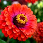 The main advantage of zinnia is long flowering