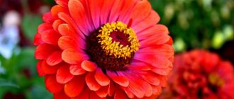 The main advantage of zinnia is long flowering