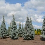 Blue spruce in the landscape design of a summer cottage - design ideas