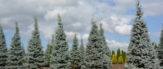 Blue spruce in the landscape design of a summer cottage - design ideas