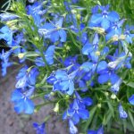 Blue flowers on a lobelia bush from the bellflower family