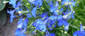 Blue flowers on a lobelia bush from the bellflower family