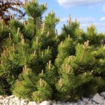 Mountain pine Pumilio - description, rules of planting and care