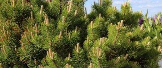 Mountain pine Pumilio - description, rules of planting and care