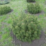 Mountain pine in the landscape design of a country house