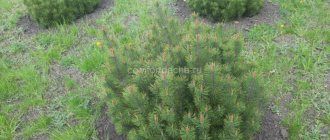 Mountain pine in the landscape design of a country house