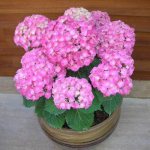 Indoor hydrangea: methods of propagation, proper care and possible problems during cultivation