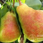 The Lada pear (pictured) provides early and consistently high yields in extreme weather conditions